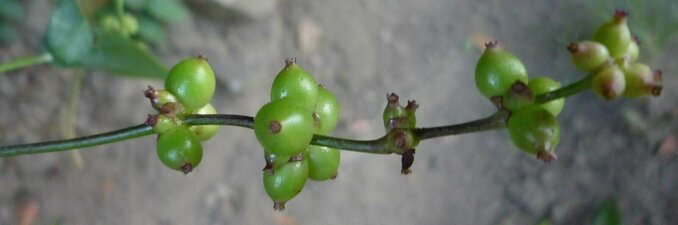 Lonicera hispidula Fruit